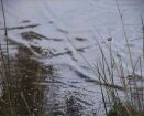 Pond Sketch